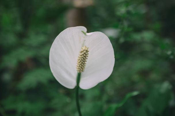 White anthurium flower and green blury background, image taken on Bali island - Foto, immagini