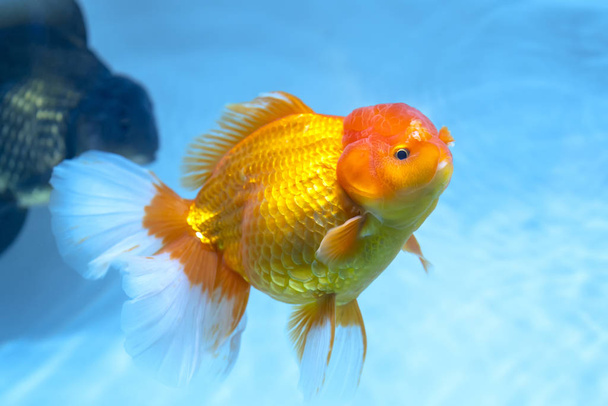 Kolorowe Goldfish Oranda w akwarium. Jest to gatunek ryb ozdobnych wykorzystywanych do dekoracji w domu - Zdjęcie, obraz
