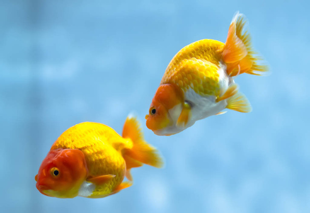Kolorowe Goldfish w akwarium. Jest to gatunek ryb ozdobnych wykorzystywanych do dekoracji w domu - Zdjęcie, obraz