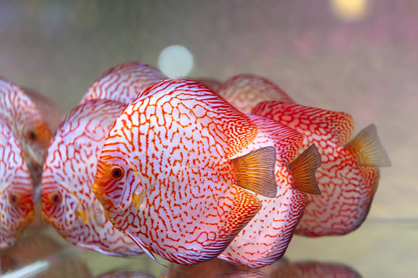 V akváriu je pestrý barevný diskos. Toto je druh okrasných ryb používaných k dekoraci v domě - Fotografie, Obrázek