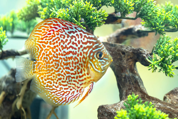 Coloridos peces disco en el acuario. Esta es una especie de peces ornamentales utilizados para decorar en la casa
 - Foto, Imagen