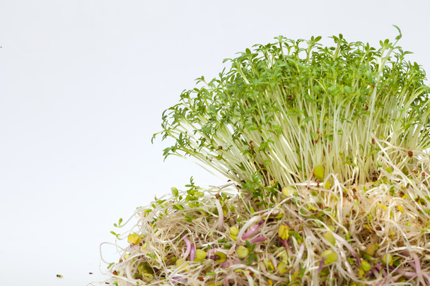 Fresh alfalfa sprouts and cress on white background - 写真・画像