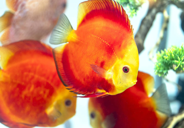 Pesci discus colorati nell'acquario. Questa è una specie di pesce ornamentale utilizzato per decorare in casa
 - Foto, immagini