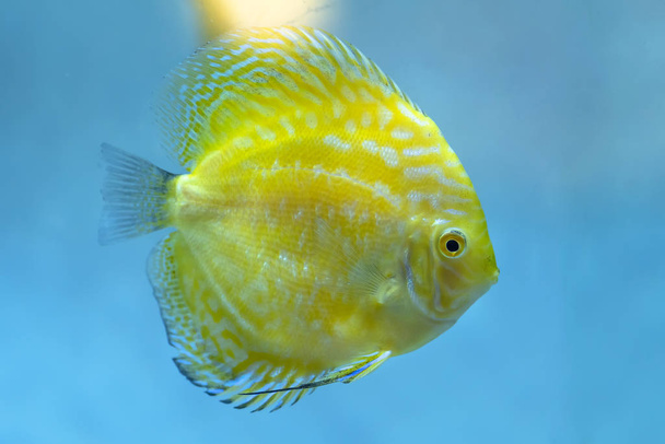 Colorful discus fish in the aquarium. This is a species of ornamental fish used to decorate in the house - Photo, Image