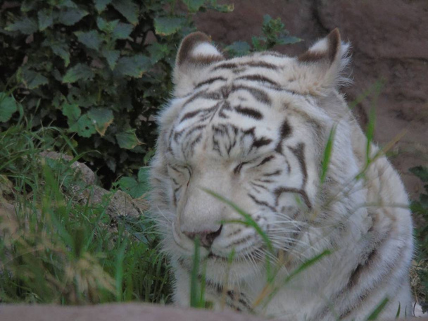 weißer bengal tiger in indien, albino tiger - Foto, Bild