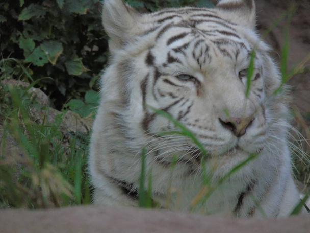 weißer bengal tiger in indien, albino tiger - Foto, Bild