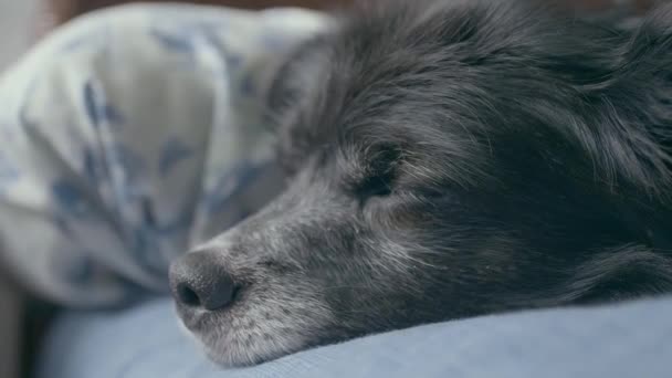 A cute black dog about to fall asleep in bed. Close-up shot - Video
