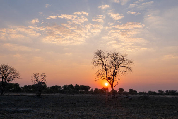木の後ろのアフリカのサバンナの夕日 - 写真・画像