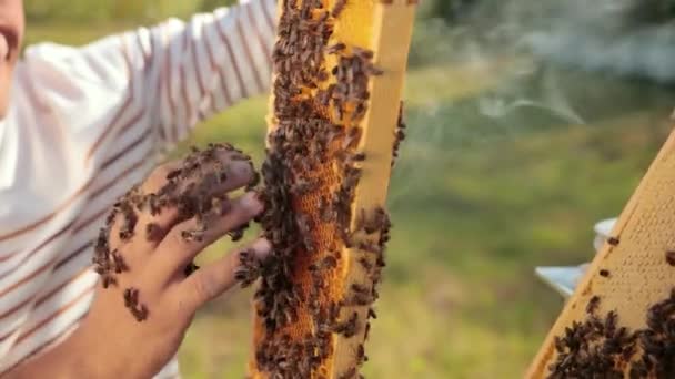 man beekeeper checks honeycomb and collects bees by hand - Záběry, video