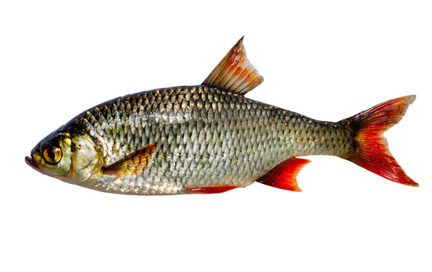 Il comune rudrino (Scardinius erythrophthalmus) è un pesce d'acqua dolce bentho-pelagico, ampiamente diffuso in Europa e Asia centrale, intorno ai bacini del Mare del Nord, Baltico, Nero, Caspio e Aral
. - Foto, immagini