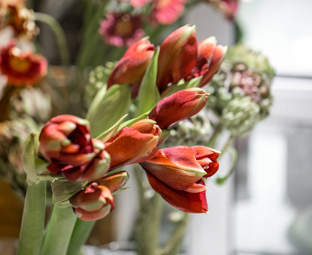 Az egzotikus virágok a vörös Amaryllis és az articsóka - Fotó, kép
