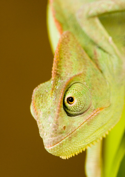 Chameleon - Фото, зображення