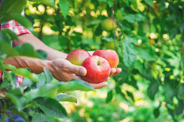 Man gardener picks apples in the garden in the garden. Selective - Zdjęcie, obraz