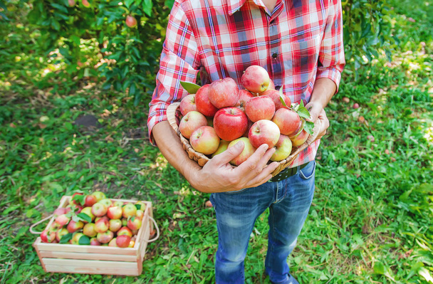 Ο κηπουρός διαλέγει μήλα στον κήπο. Επιλεκτική - Φωτογραφία, εικόνα
