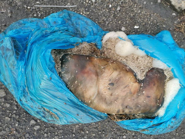 Copse animal no reconocido parcialmente envuelto en plástico encontrado al borde de la carretera
  - Foto, Imagen