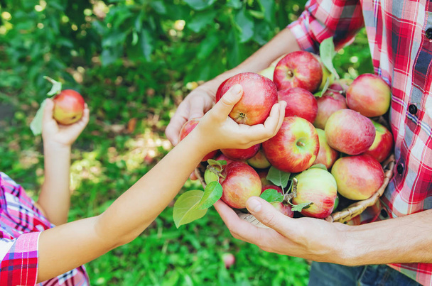 Kızı ve babası bahçede elma toplamak. Seçici odaklama. - Fotoğraf, Görsel