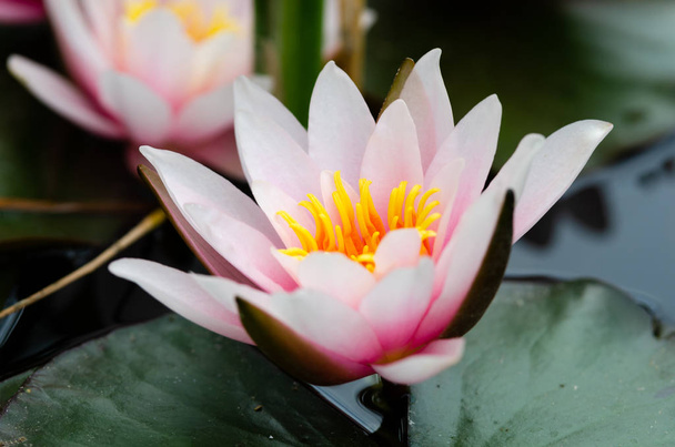 lotus water lily in pond.  - Photo, Image