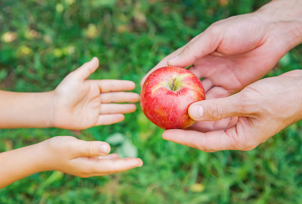 Fille et père ramassent des pommes dans le jardin. Concentration sélective
. - Photo, image
