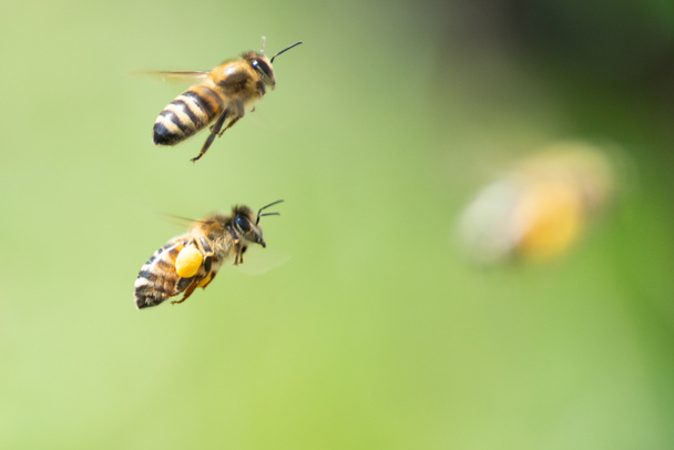 Mézelő méh közelről  - Fotó, kép
