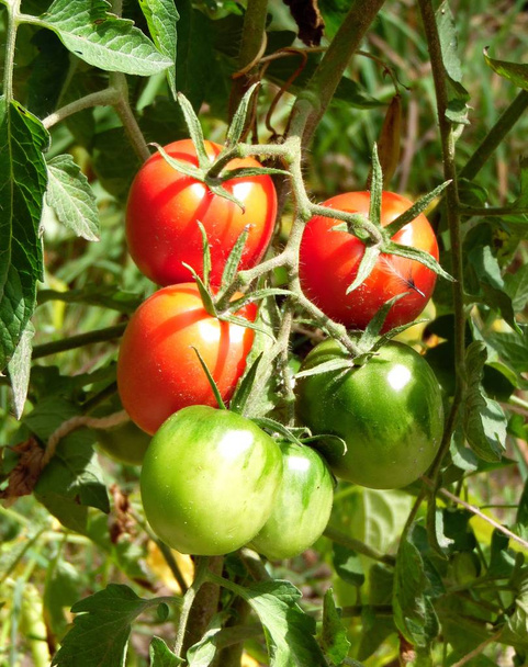    kilka pomidorów rozlania w ogrodzie - Zdjęcie, obraz