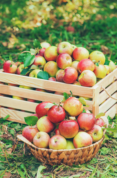 Bahçedeki bir ağaçta bir kutuda elma hasat. Seçici odaklama. - Fotoğraf, Görsel