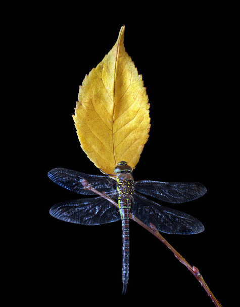 яскраво-жовте осіннє листя. Дракон на жовтому листі ізольовано на чорному. жовте листя сакури
 - Фото, зображення