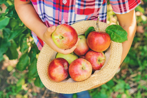 Çocuk bahçedeki elmaları topluyor. Seçici odak. - Fotoğraf, Görsel