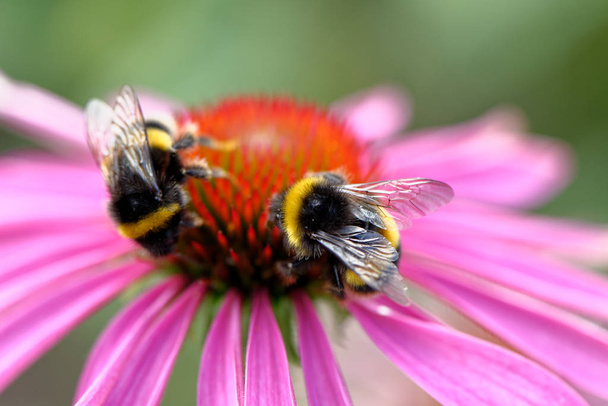 Abeille à miel européenne sur la fleur
 - Photo, image