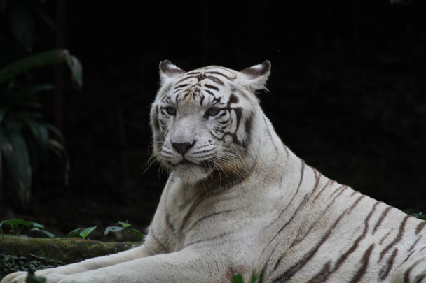 White Tiger - Foto, afbeelding