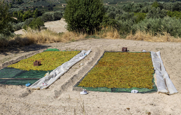 Rypäleiden kuivaus rusinoita varten (Kreikka
) - Valokuva, kuva
