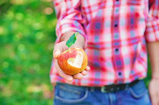 Tuinman plukt appels in de tuin in de tuin. Selectieve focus. - Foto, afbeelding
