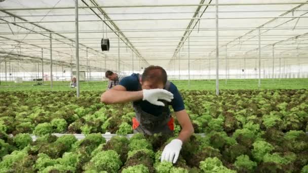 Rolnik kontroli wzrostu zielonej sałatki - Materiał filmowy, wideo