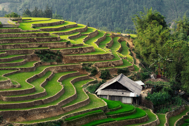 Terraços de arroz de Sapa com casas de madeira ao pôr do sol na província de Lao Cai, Vietnã
 - Foto, Imagem