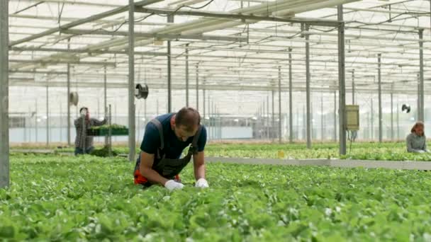 Agronom inspiziert das Wachstum von grünem Bio-Salat - Filmmaterial, Video