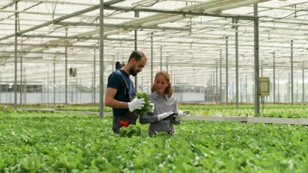 Agronomy engineers in a greenhouse using modern technology - Footage, Video