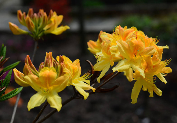 Rhododendrons genellikle ilkbaharda doğan muhteşem çiçekler için yetiştirilir. - Fotoğraf, Görsel