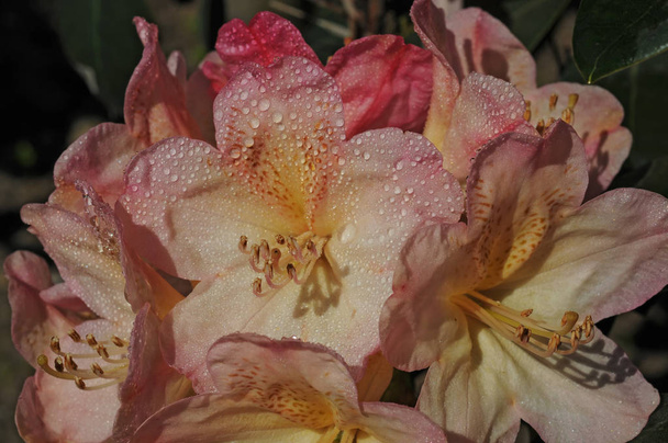 Rhododendrons genellikle ilkbaharda doğan muhteşem çiçekler için yetiştirilir. - Fotoğraf, Görsel