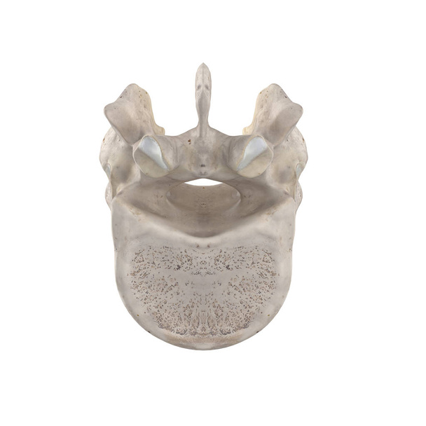 T12 Torasik vertebra beyaz alt inferior görünümünde izole - Fotoğraf, Görsel