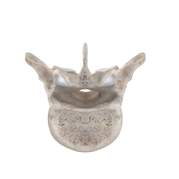 T11 vértebra torácica isolada na vista inferior branca
 - Foto, Imagem