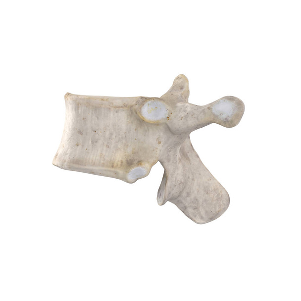 T9 vértebra torácica isolada em vista lateral esquerda branca
 - Foto, Imagem