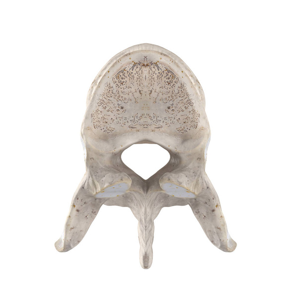 T6 Vértebra torácica aislada en vista superior blanca
 - Foto, imagen