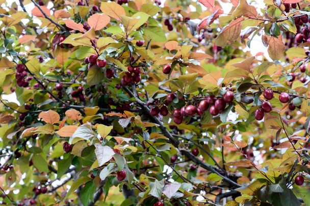 Prune cerise - plante ligneuse fruitière, espèce du genre Prune sous-famille Prune famille Rose. Une des formes initiales de prune maison
 - Photo, image