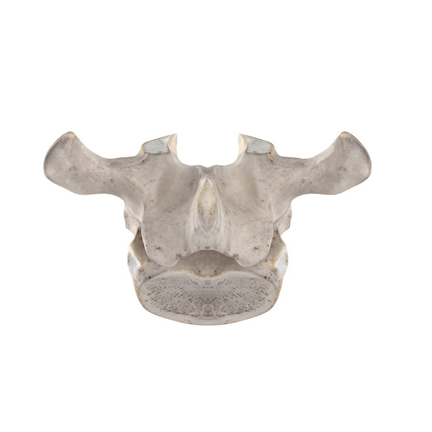 T1 Vértebra torácica aislada en vista posterior blanca
 - Foto, imagen