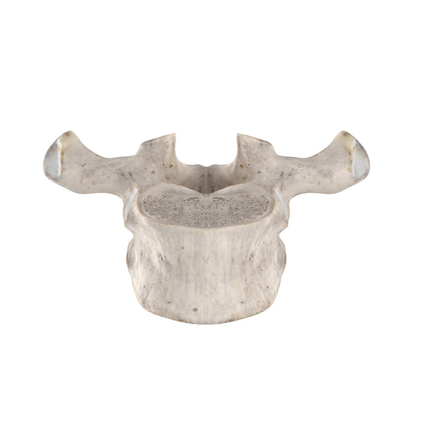 T1 vertebra toracica isolata sulla vista anteriore bianca
 - Foto, immagini