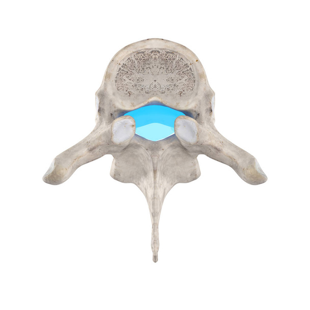 Forame vertebrale sulla vertebra T2
 - Foto, immagini