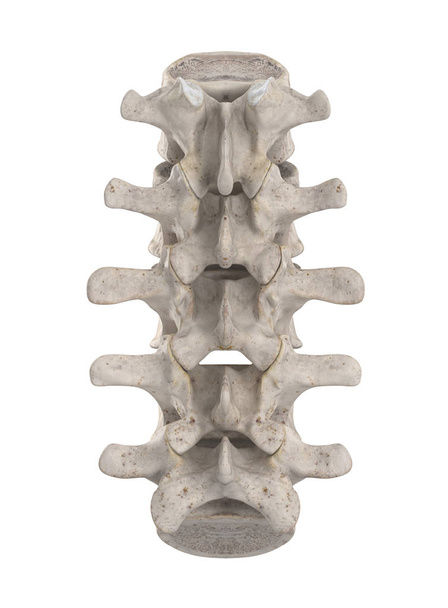 Lumbal spine isolated on white posteriorl view - Photo, Image