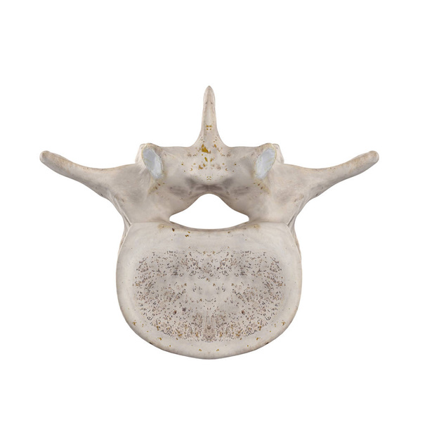 L3 Vértebra lumbar aislada sobre fondo blanco vista inferior
 - Foto, imagen