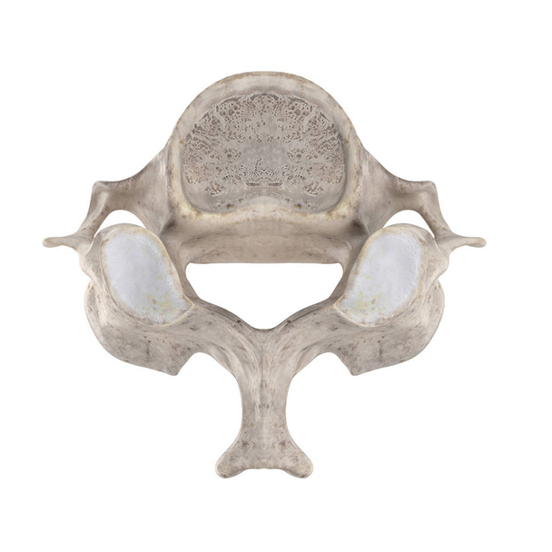 C4 Vértebra cervical aislada en vista superior blanca
 - Foto, imagen