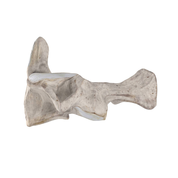 Eixo C2 vértebra cervical isolada em vista lateral esquerda branca
 - Foto, Imagem