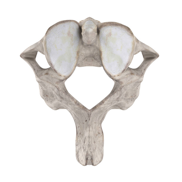 Asse C2 vertebra cervicale isolata sulla vista superiore bianca
 - Foto, immagini
